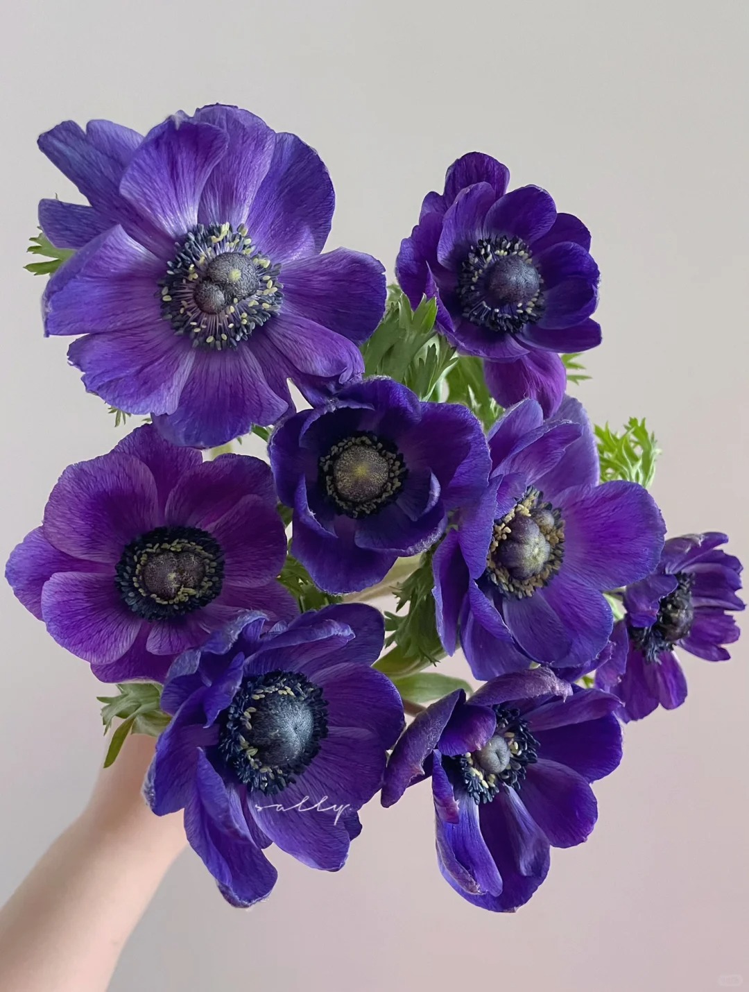 【花满堂】鲜花 紫色银莲花 任意两单包邮 发货后不支持退款