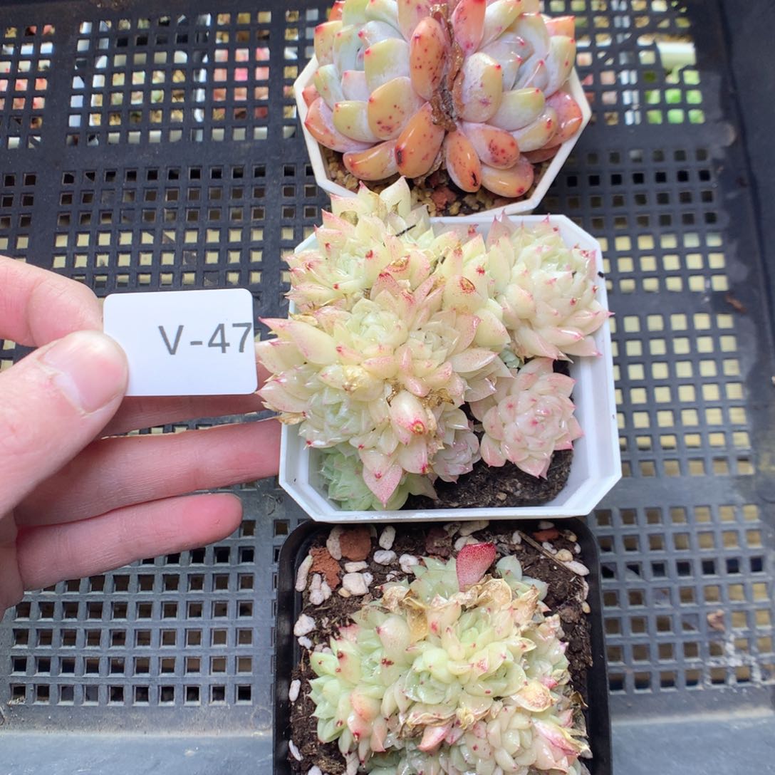 V47y y y y y y y y y y