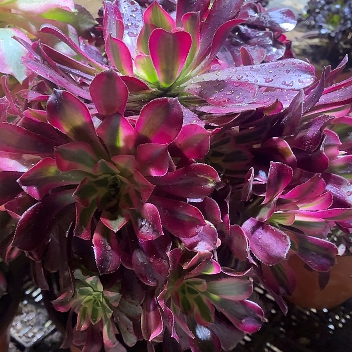 美杜莎一棵脱土15.8