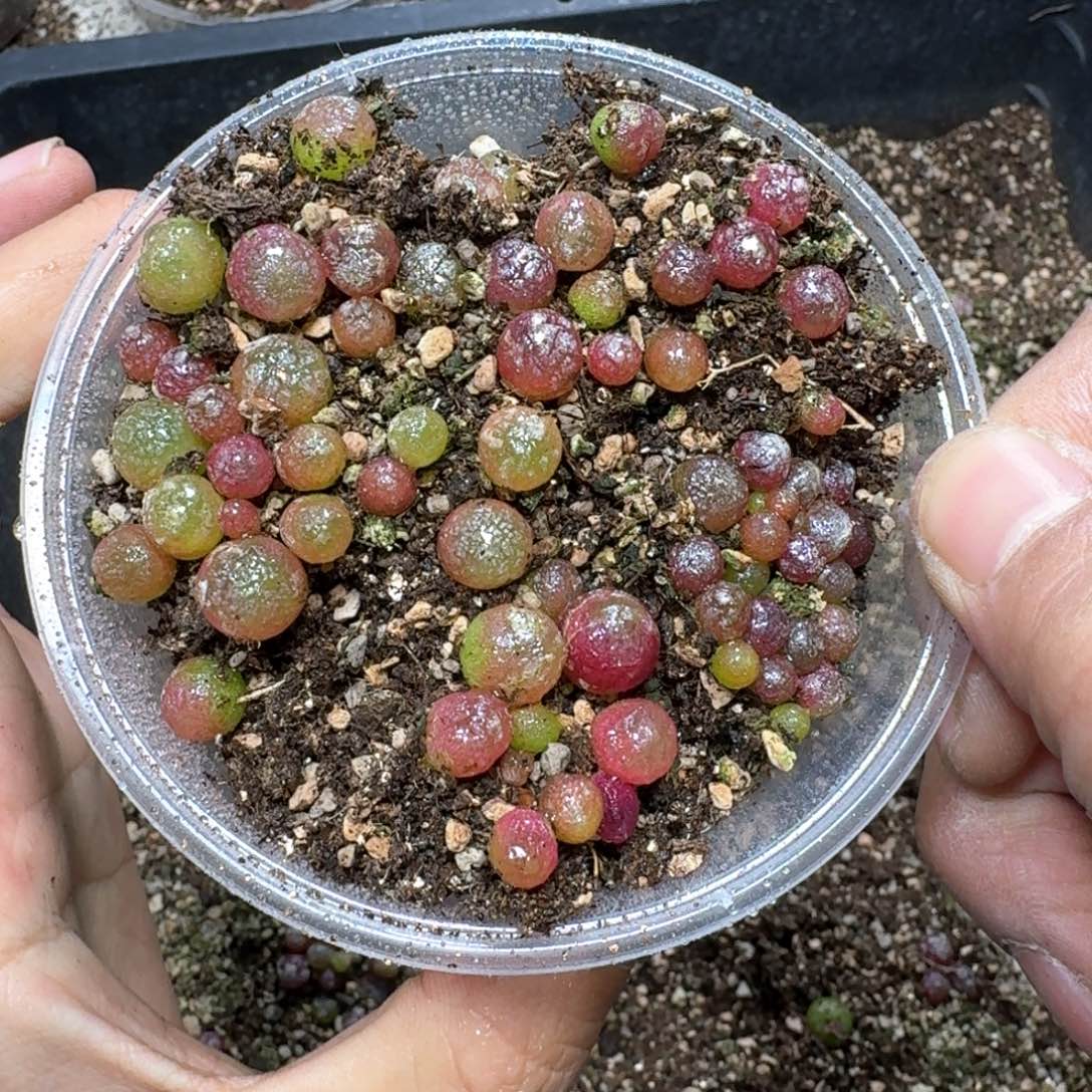 B94。小灯泡一盒。好看