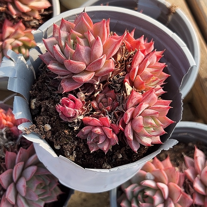 多头          林杰安娜