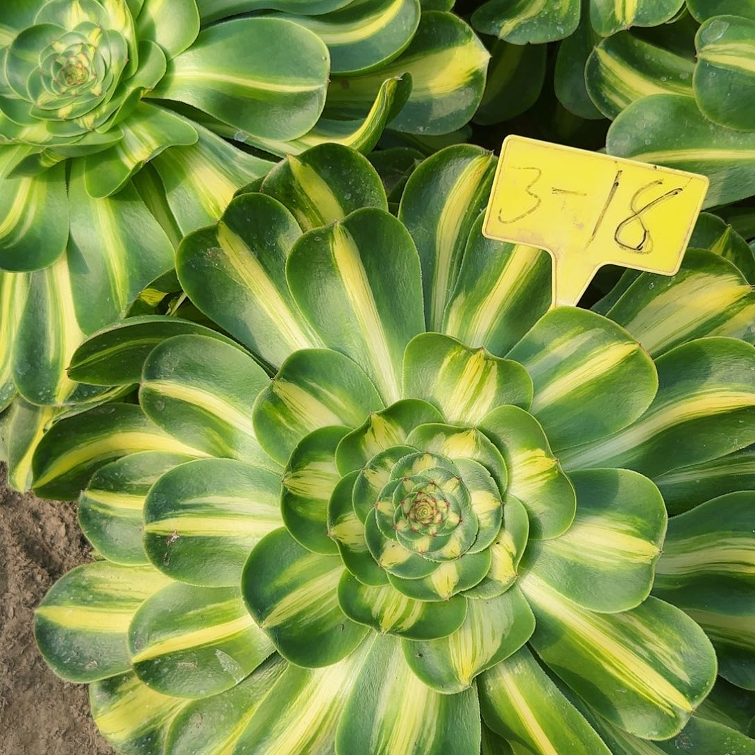 3-18--多头多肉植物大战