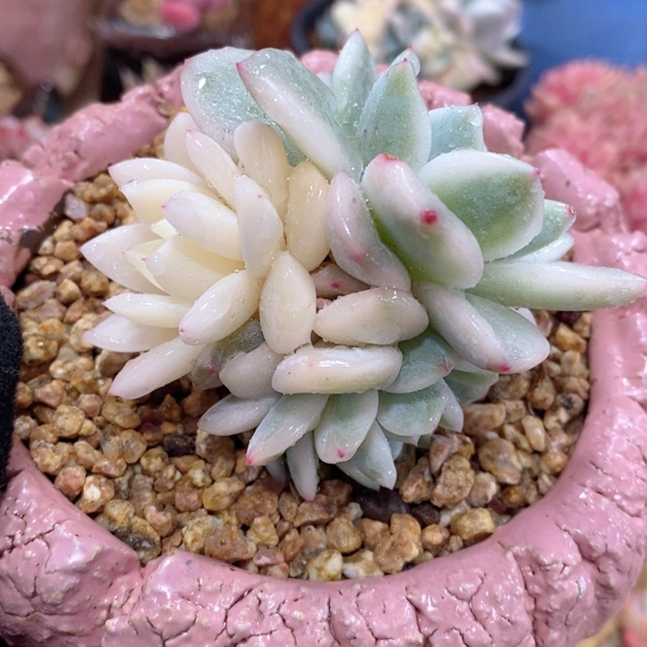 梦露锦 韩货精品