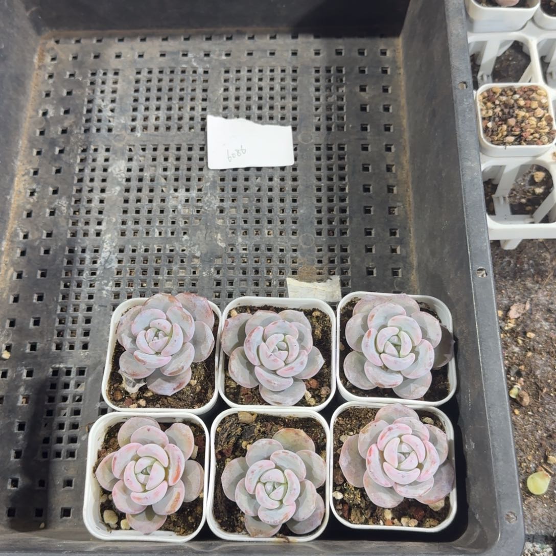 6086一物一拍专拍链接