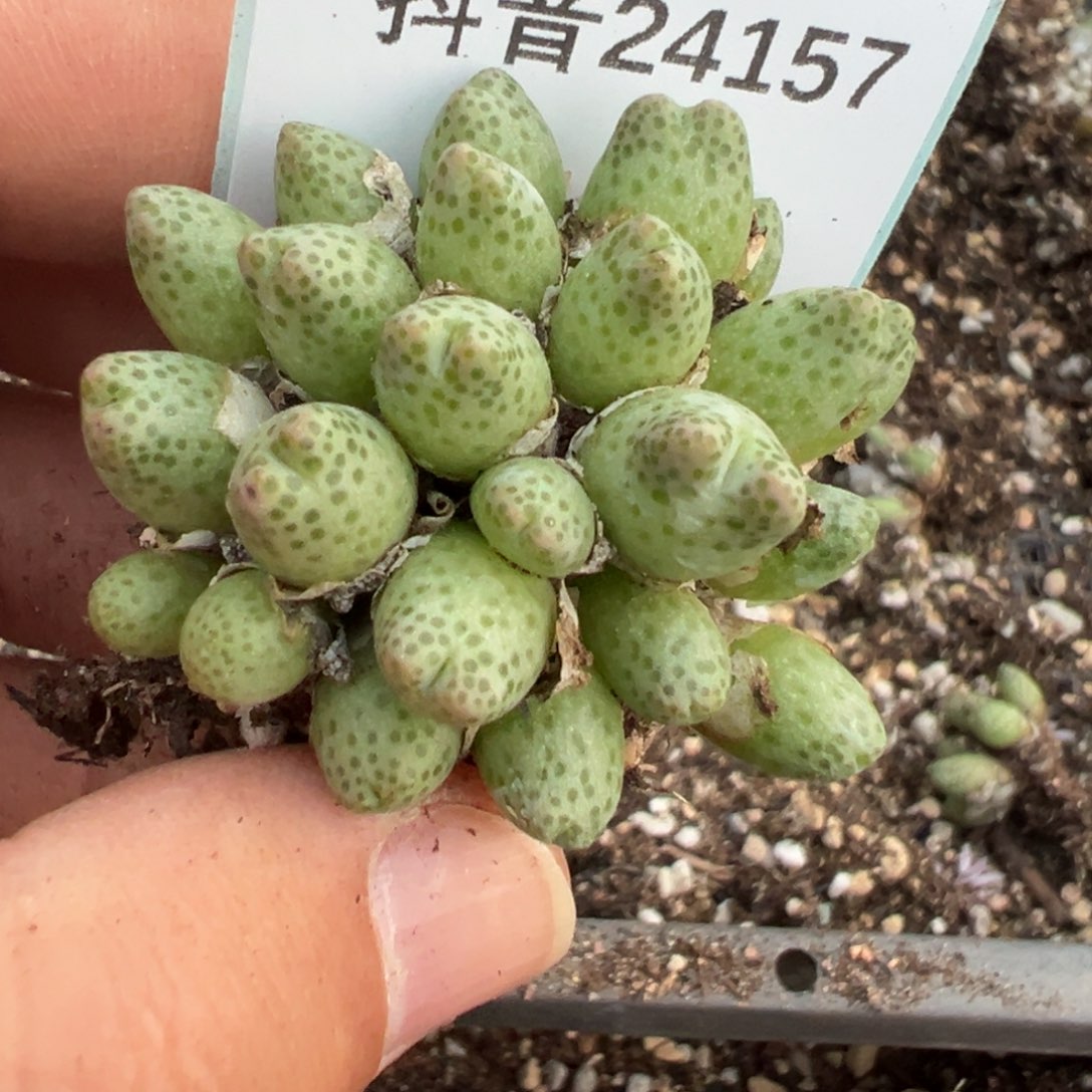 丽***丽24-157肉锥多肉植物