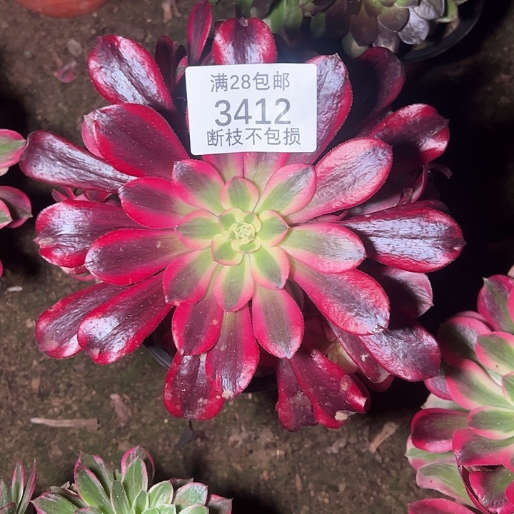 3412美杜莎多肉植物