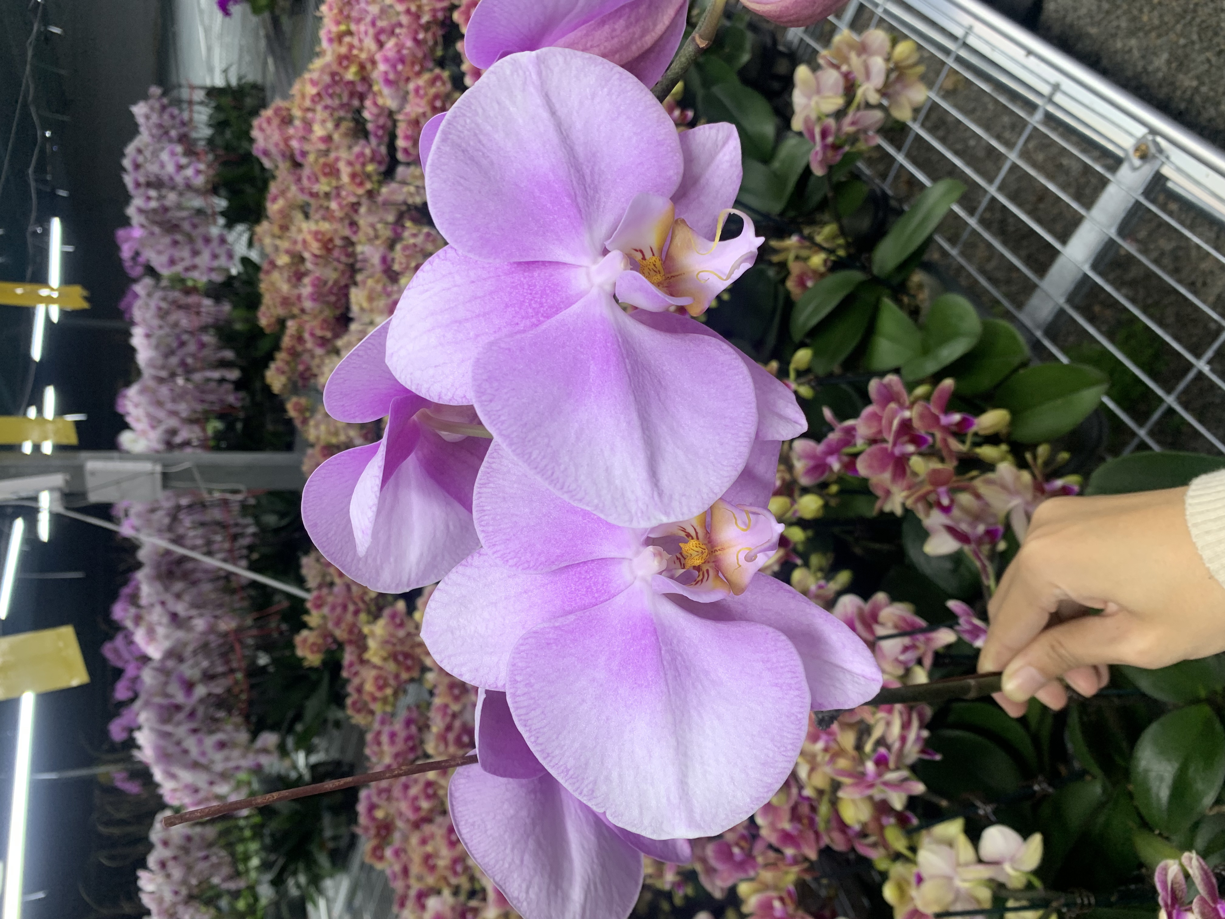 花之恋【芳美女朋友】蝴蝶兰鲜花