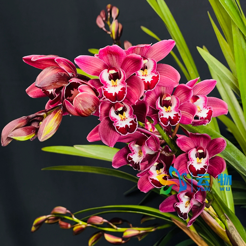 新品种新款酒红色【紫玉】桌面款大花蕙兰年宵花【带花剑原盆原土】