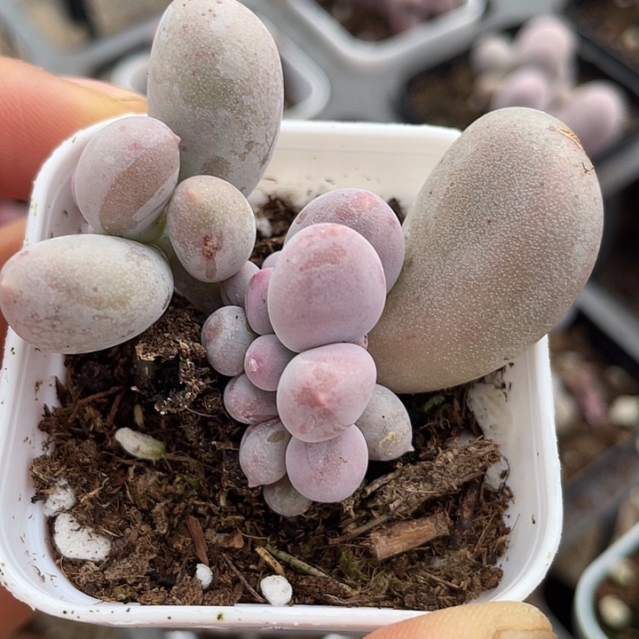 一物一拍满18包邮