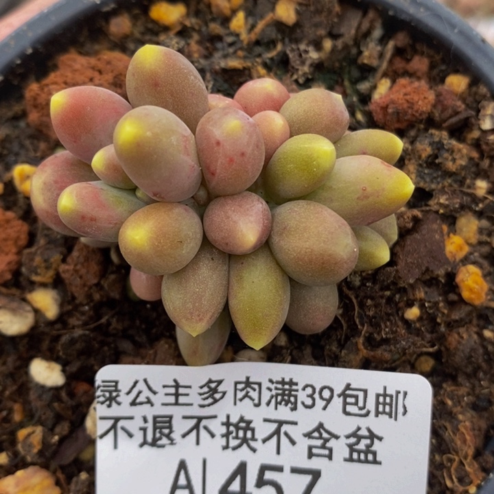 芒果奶5cm457多肉植物