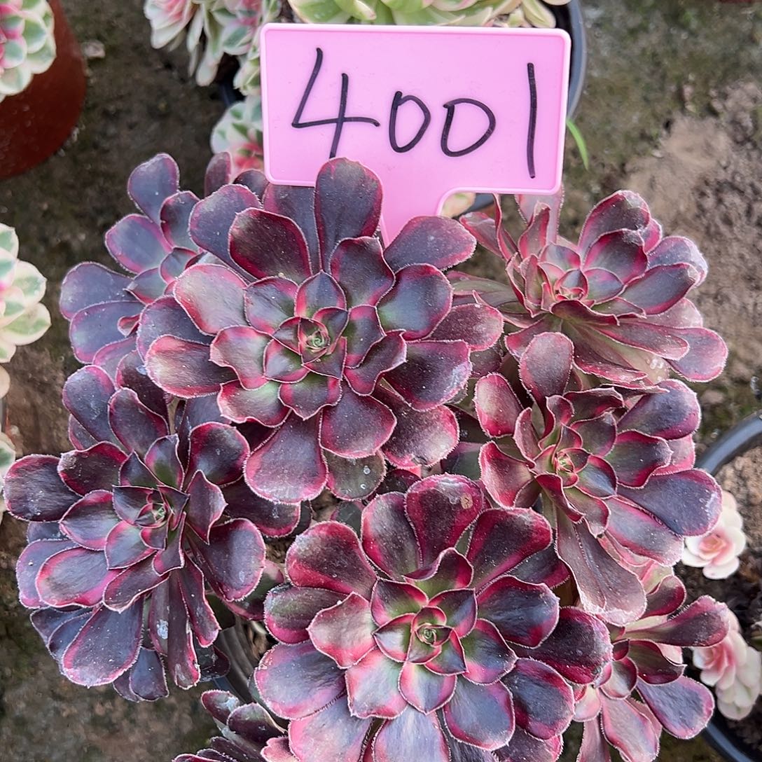 4001香奈儿多肉法师