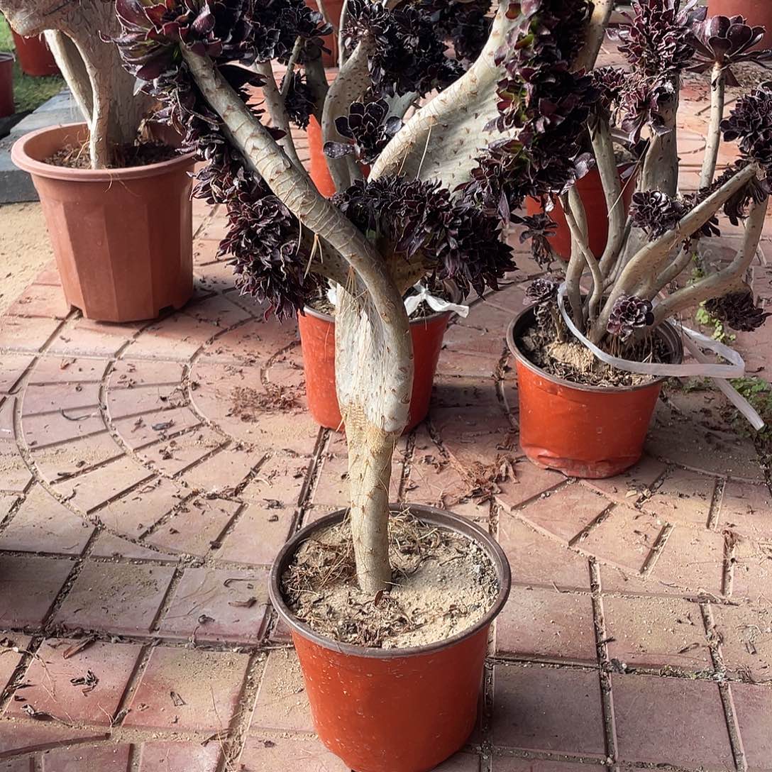 裴***子的风格哈哈斤斤计较机会