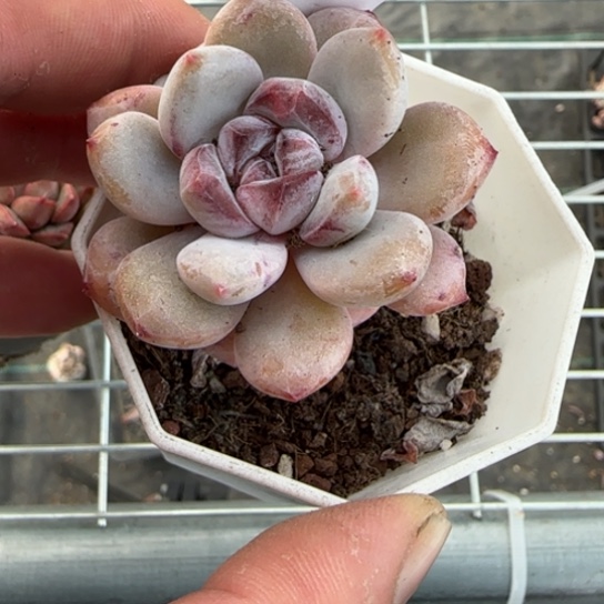 73 一物一拍多肉