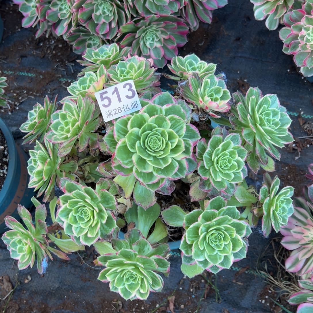 多肉植物513万花筒不包断枝