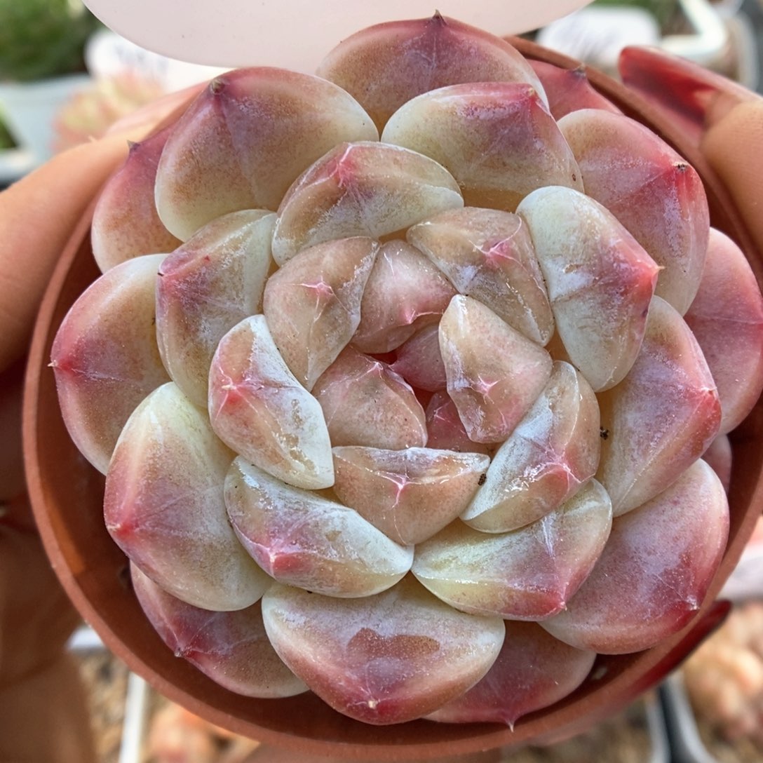 糖心粉魄可拍2号。   