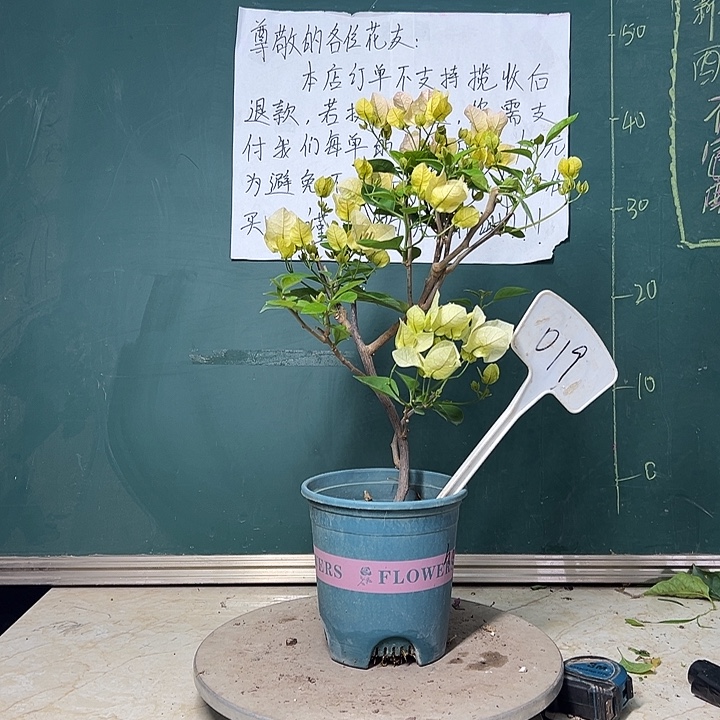 完全开放  黄玫瑰  019