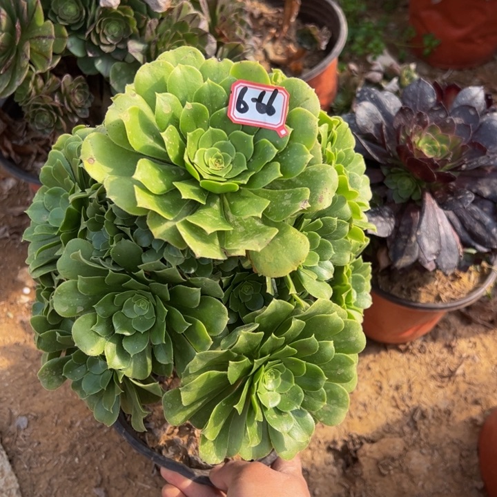 跳**?绿杨蓉多肉植物6-66