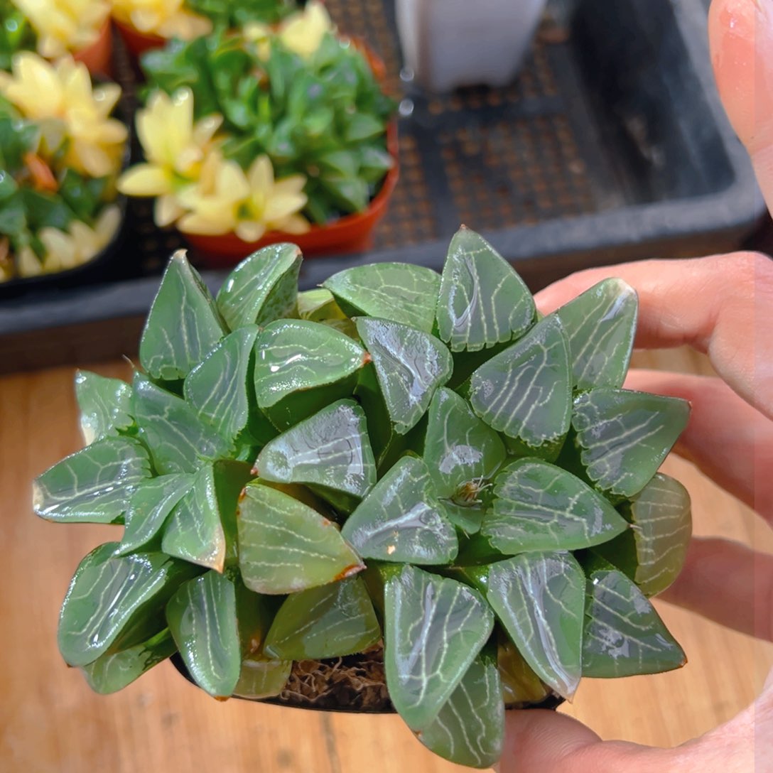 双头月影玉露多肉多肉一颗