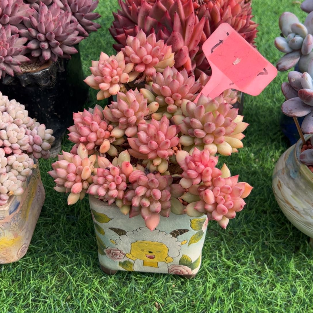 静***️小老桩岩字多肉植物