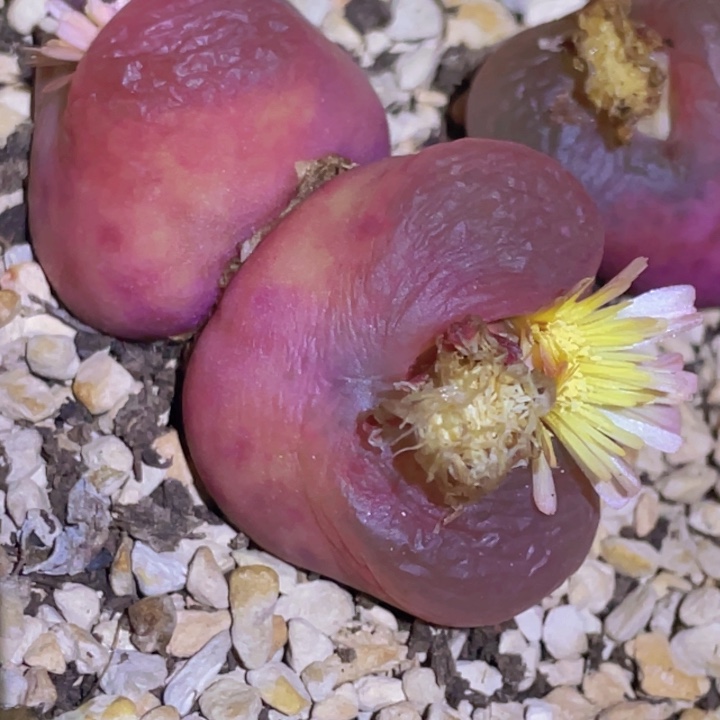 5890888888888888888858