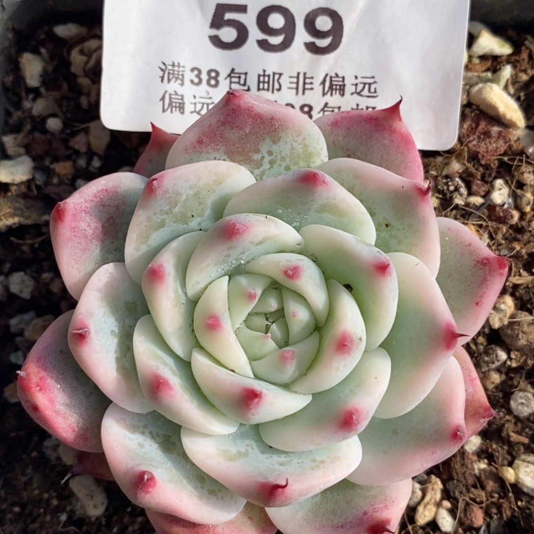 599吉娃锦单头带根