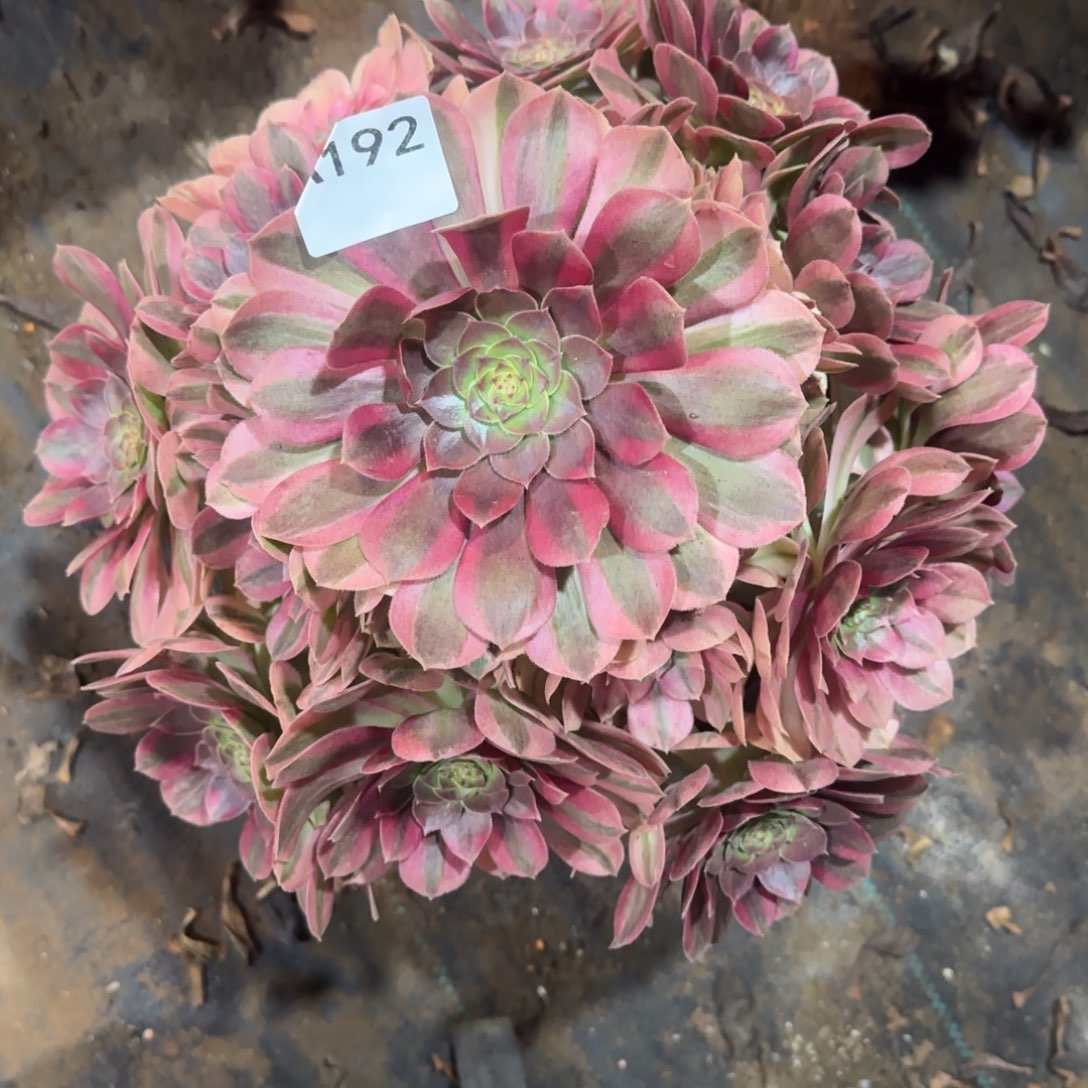 天***e雨荷法师一物一拍192