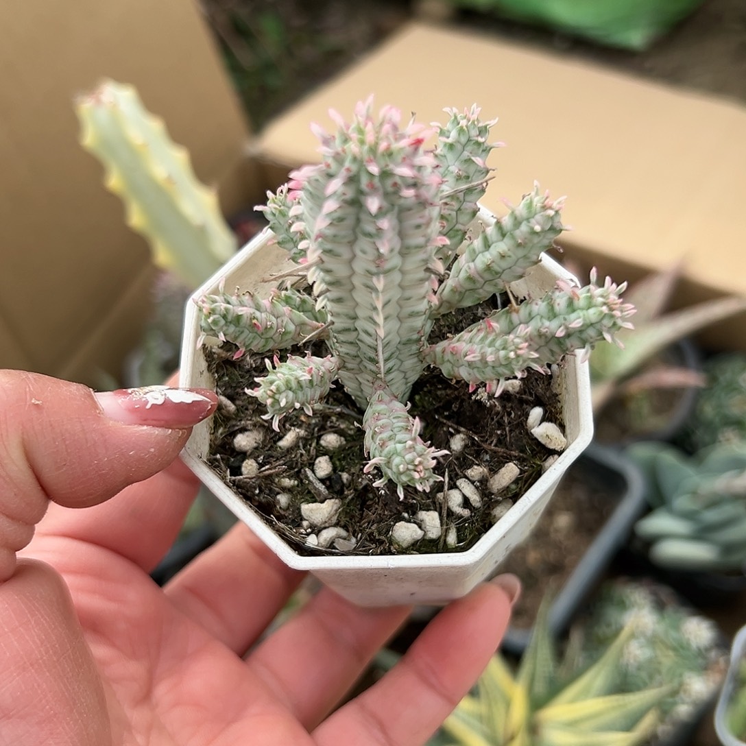 多肉植物白化麒麟锦