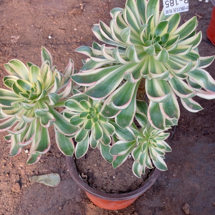 185青莲多肉，12345678