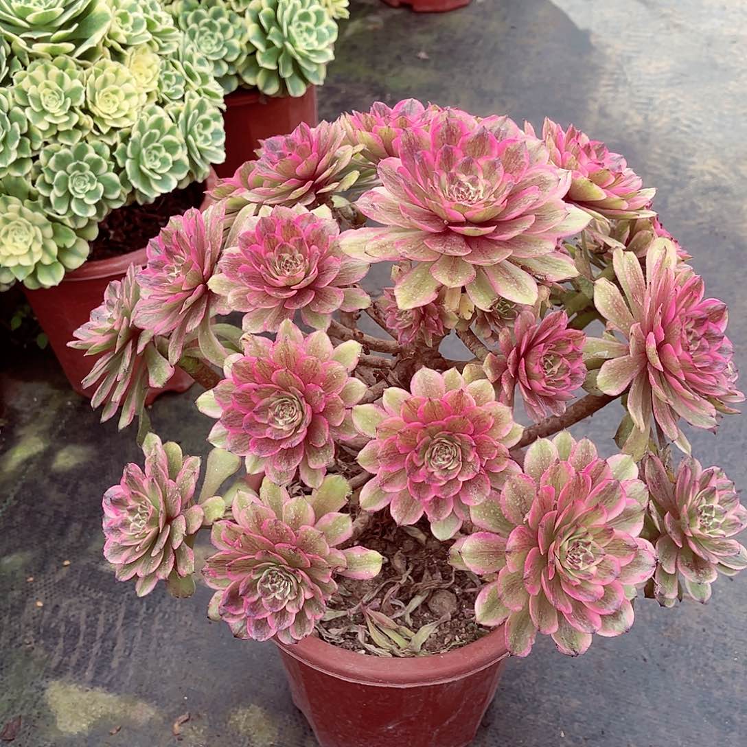 法师多肉漂亮漂亮