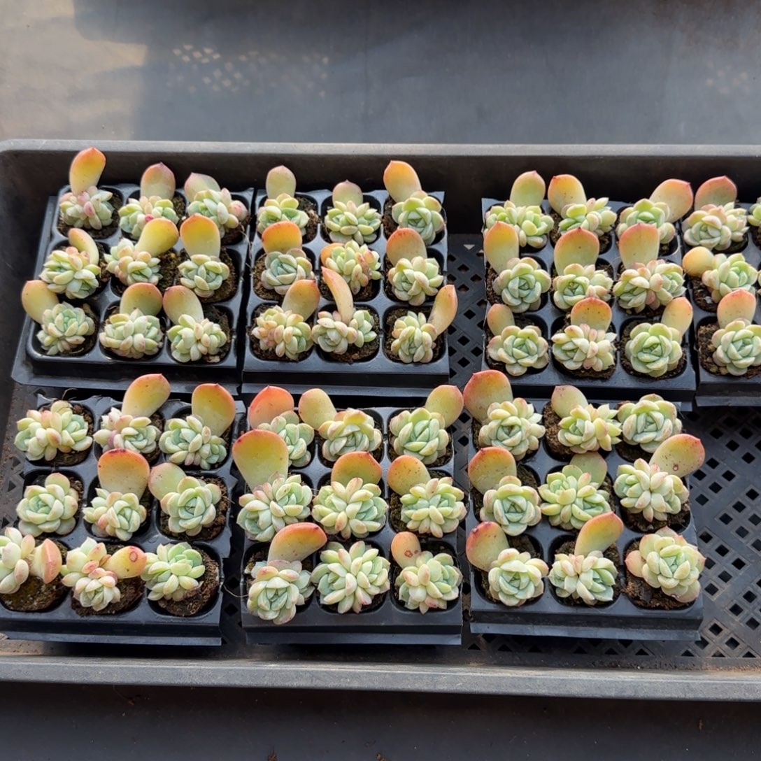 （量拍）干冰单双9颗