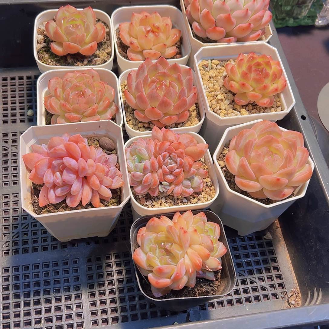 玉*新品，多肉植物，