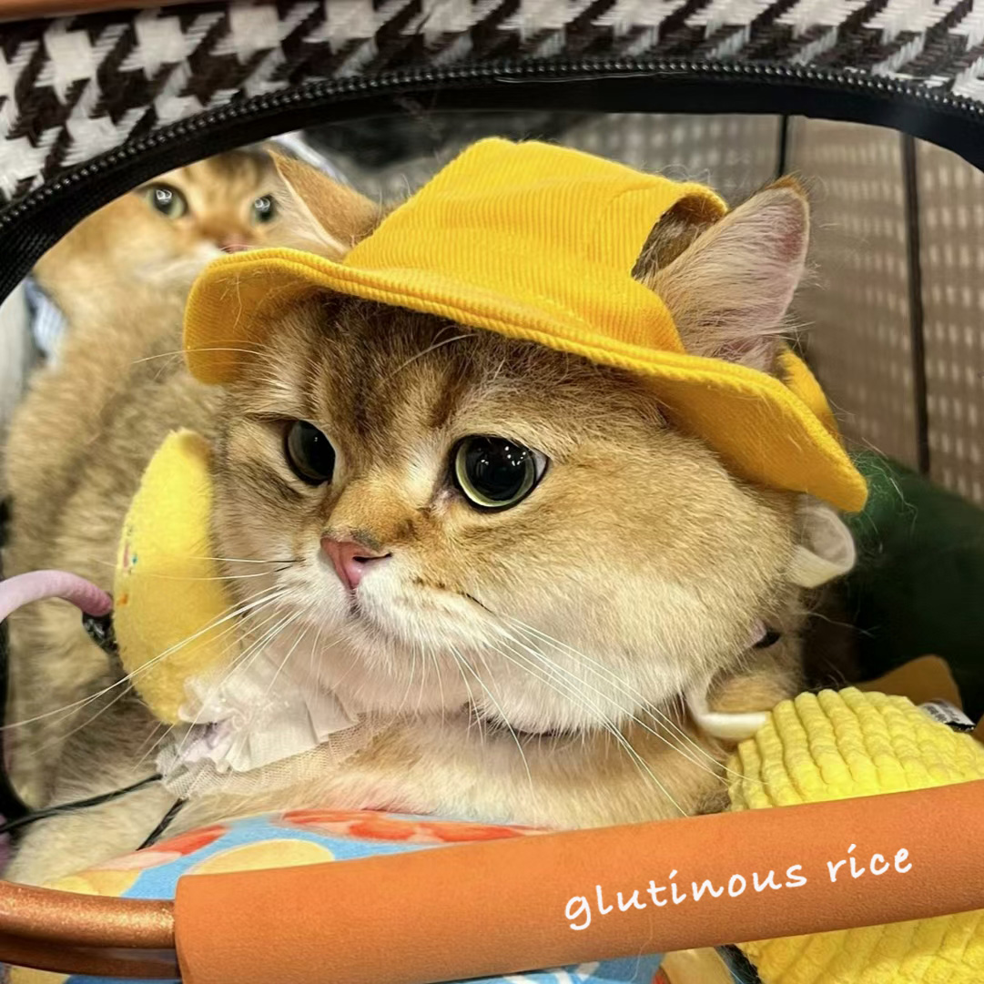 猫咪夏天防晒帽德文牛仔奶牛漏耳朵遮阳帽宠物渔夫帽子小狗狗头套