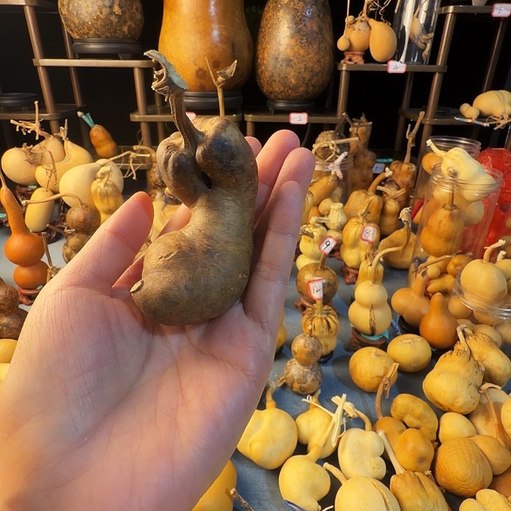 富***开葫芦大厚皮是真的好看