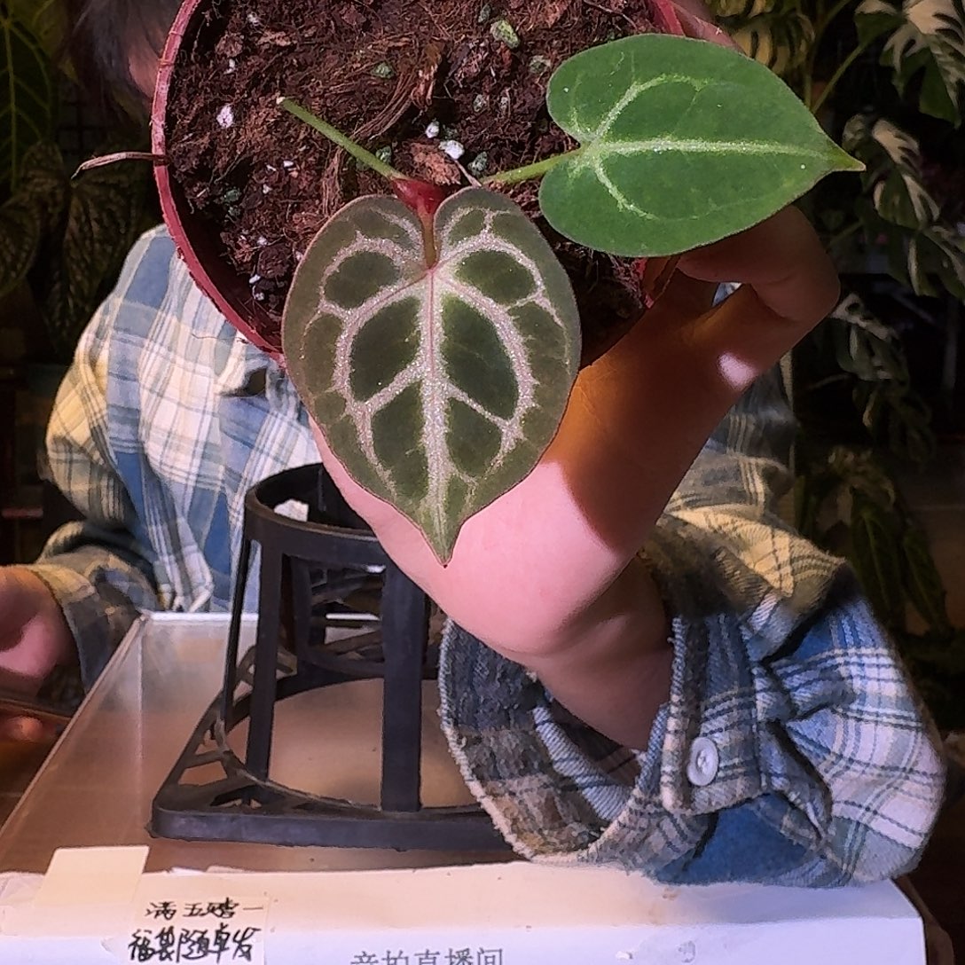 不开花植物V160紫铜杂小钻石