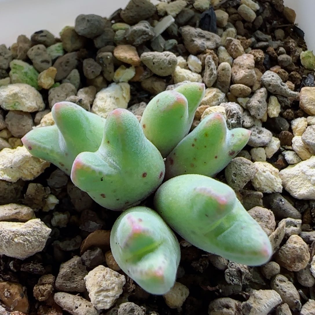 2-9-6-1当天满58包邮日系985脱土