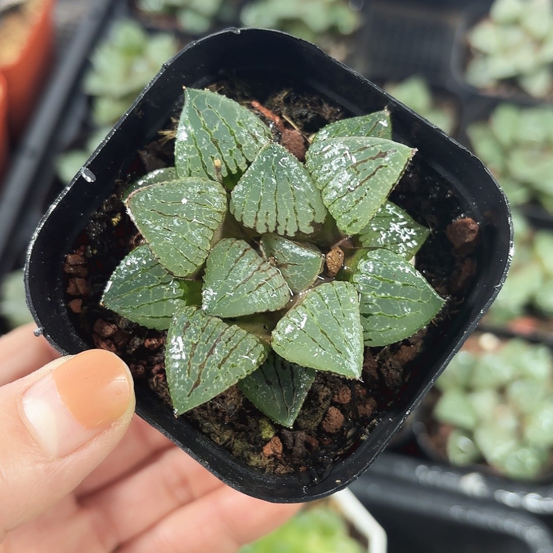 青指姬多肉植物666