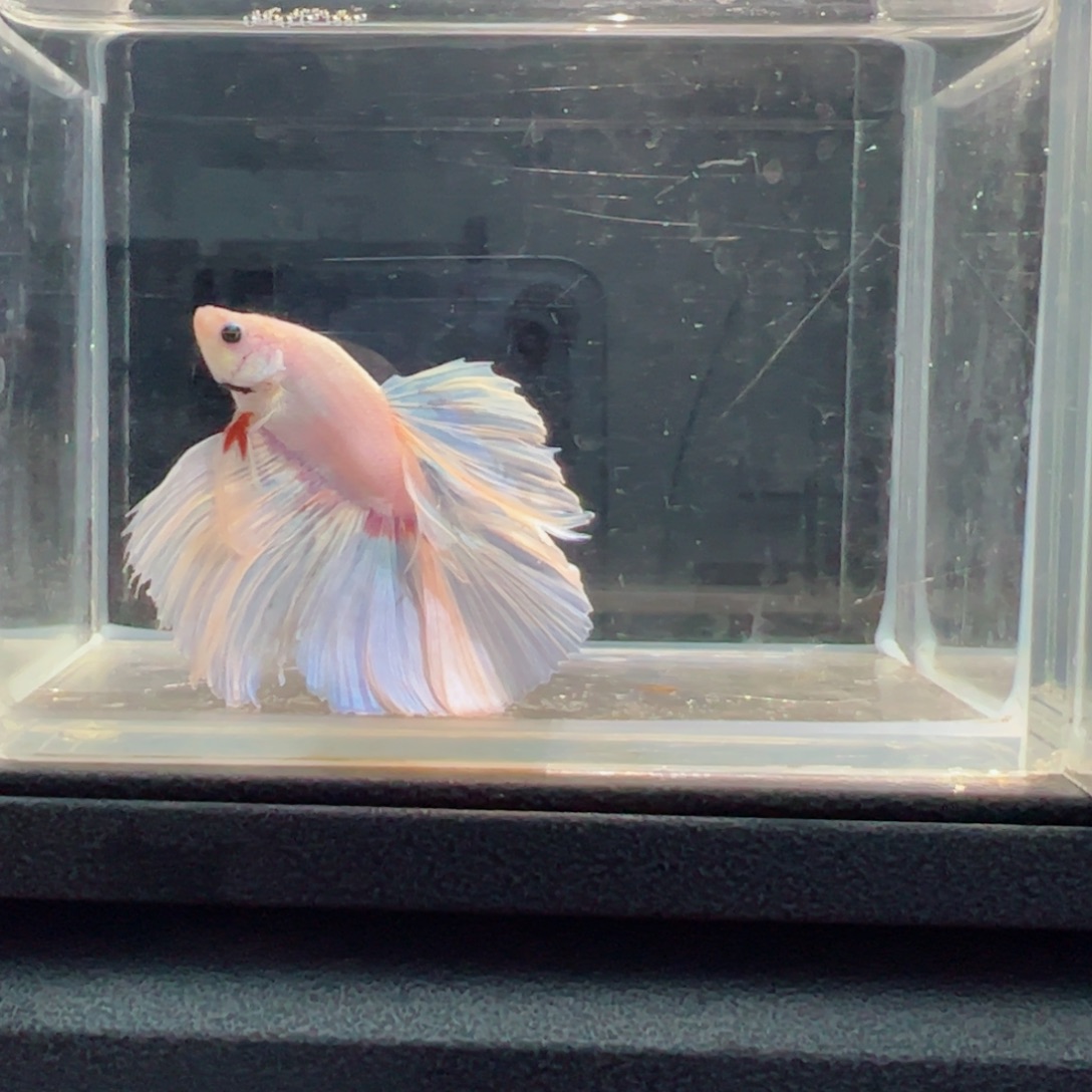 斗鱼浅色仙仙裙特殊尾