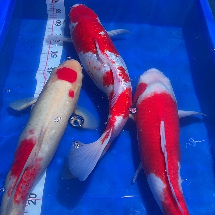 丰***限海水鱼红白锦鲤三条