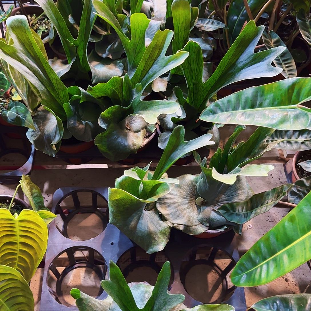 完全开放女王鹿角蕨一棵