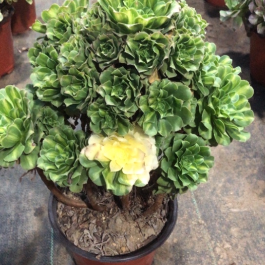 梵***渡无花朵228号翡翠琉璃法师多肉植物