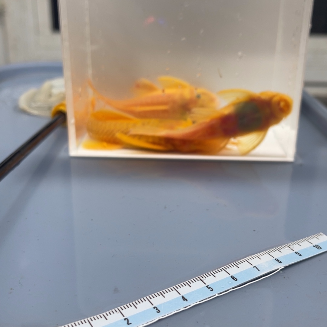 清道夫鱼胡子一公俩母开箱视频包损