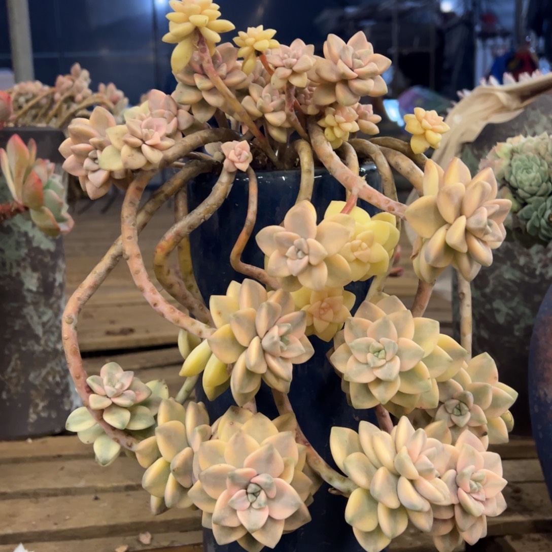 老桩美杏锦加盆物流费自理