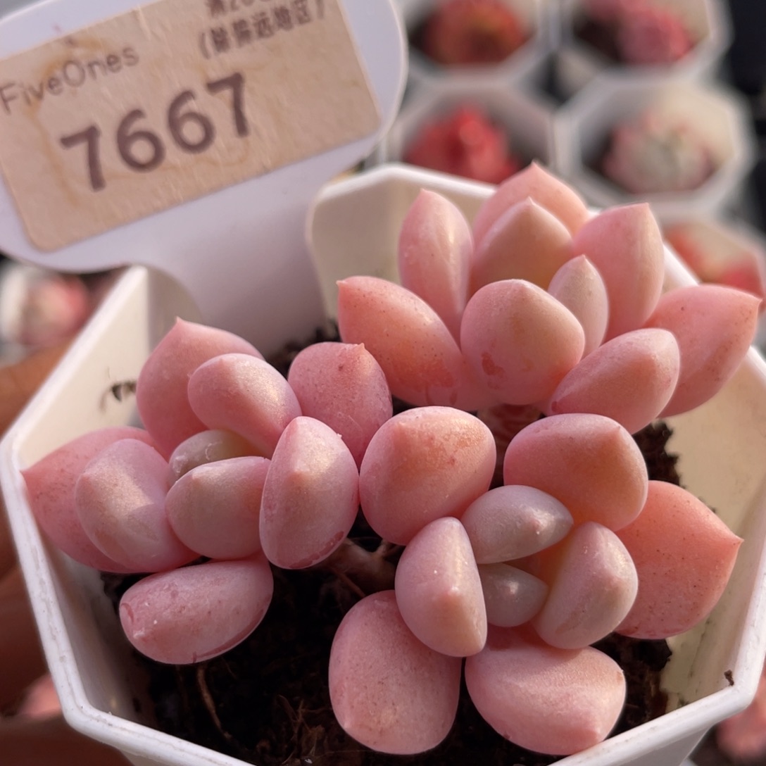 白鹭7667-6.0厘米