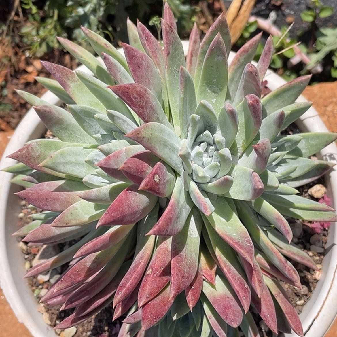 【闪购商品】白菊苹果叶