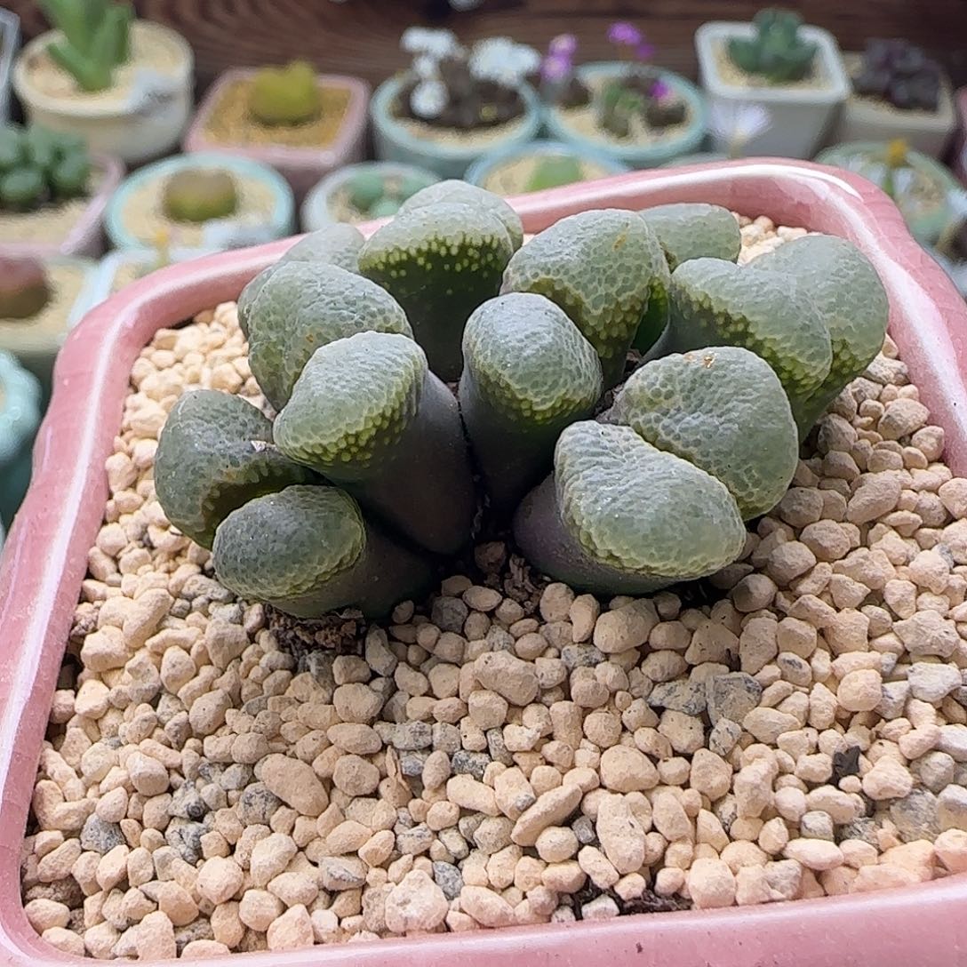 4108/-一物一拍 带盆