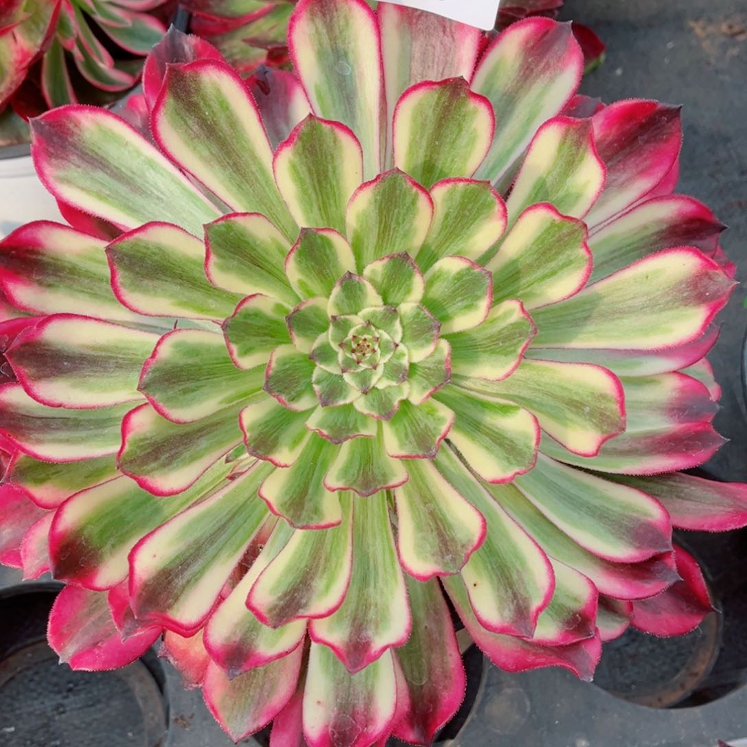 一物一拍多肉法师35