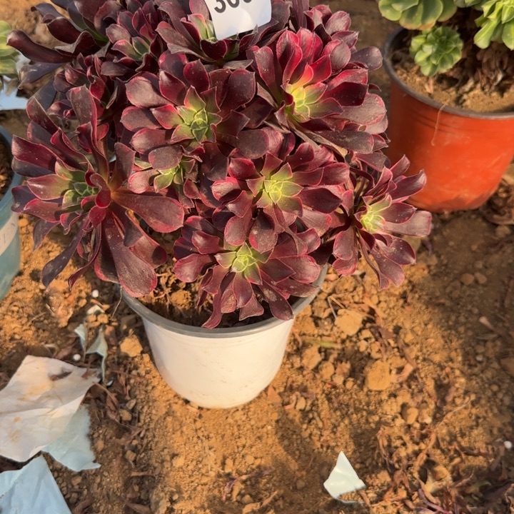 3007金丝确清棚处理不包断枝