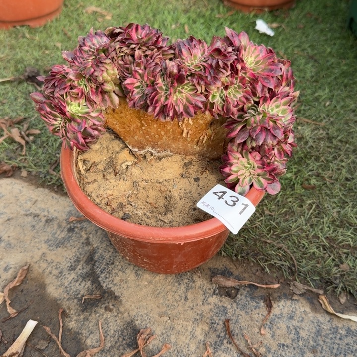 荔枝法师锦缀化431