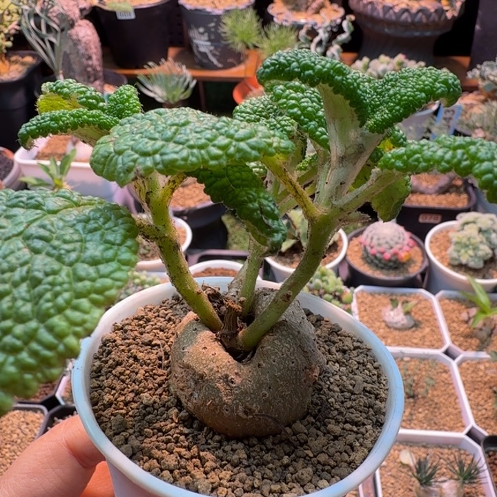 断涯王子447 仙人球