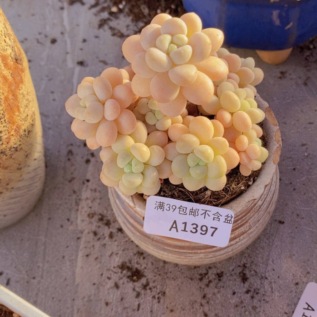 洛可可8cm1397多肉植物